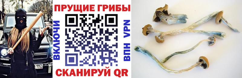 Галлюциногенные грибы Psilocybine cubensis  продажа наркотиков  Калининград 